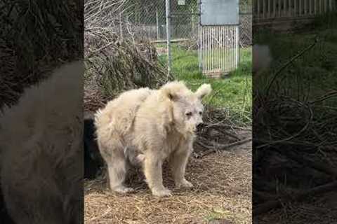 Chada the rescue bear wakes up after a long nap