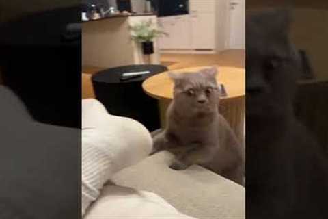 Cat looks shocked after smelling owner's sock