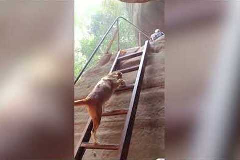 Pet dog skillfully climbs up ladder at cave