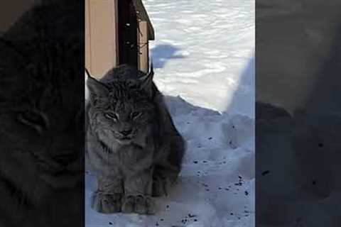 Lynx 'with no fear' keeps coming back to visit