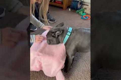 Lovely Frenchie has adorable reaction to seeing his 8-week-old daughter