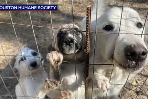 Dog rescue: Houston Humane Society says they sheltered 13 canines abandoned by owners in San..