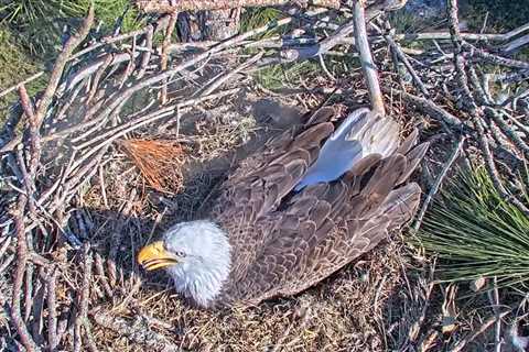 First egg of season spotted in nest of Southwest Florida Eagle Cam parents