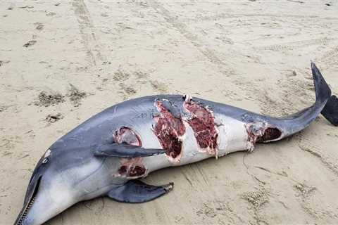 Watch: Great White Sharks Eat a Dolphin in the California Surf