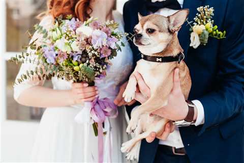 Can my dog ​​legally perform my wedding in Illinois?