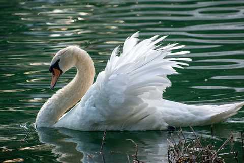 3 Teens Arrested For Killing And Eating New York Village’s Beloved Swan