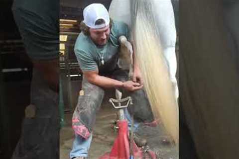 Texan farrier struggles with uncooperative horse