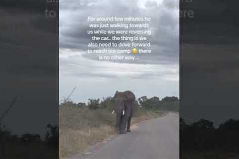 'He's coming!' Angry elephant charges towards vehicle