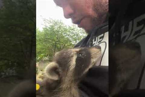 Man saves baby raccoon and reunites it with its mother