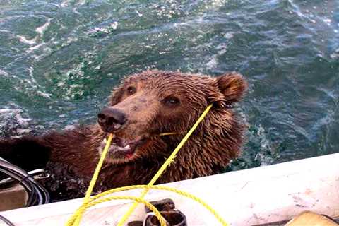 An Alaska Man Lassoed a Drowning Brown Bear, and the Photos Have Resurfaced