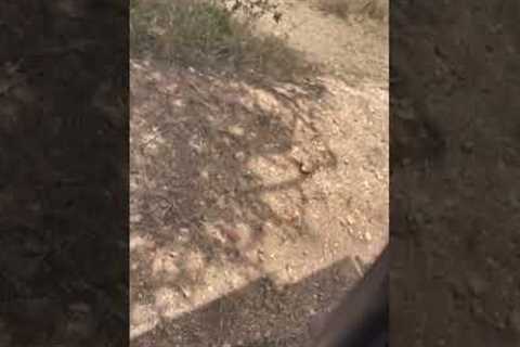 Man drops phone near LIONESS