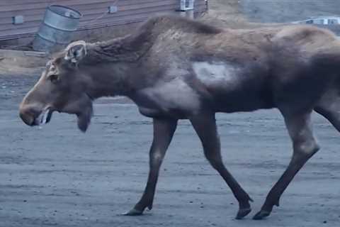 Alaska Documents First-Ever Case of a Rabid Moose, Euthanizes It for Aggressive Behavior