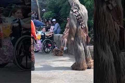 Chewbacca spots his yorkie doppelganger at Disney Studios