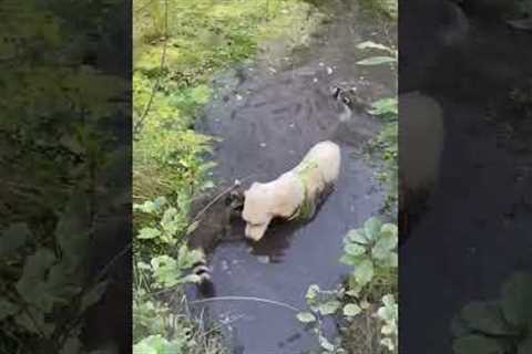 Dog Cools Off With Raccoon Friends