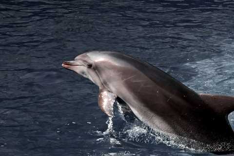 Russia has doubled the number of trained dolphins defending its Black Sea fleet from Ukrainian..