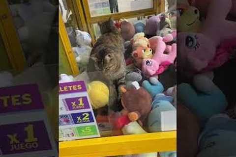 Cat gets inside claw machine