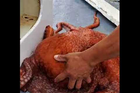 Giant Pacific octopus caught in Redondo Beach