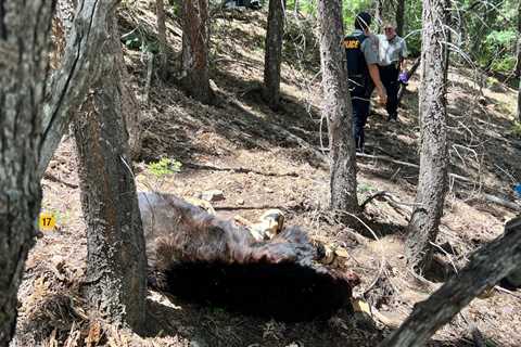 The Bear That Attacked and Killed Arizona Man Wasn’t Rabid or Starving