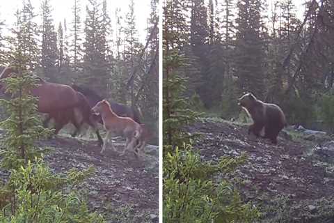 Watch: Grizzly Bear Chases Feral Horses Through Alberta Wilderness