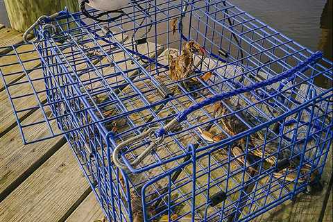 The Best Crab Traps of 2023