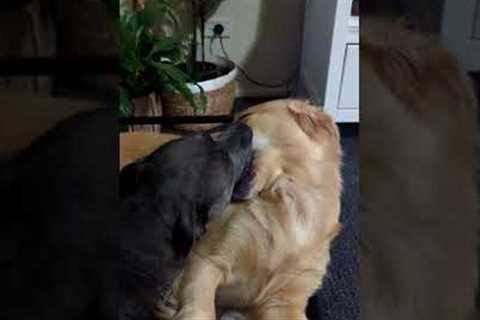 Two stubborn dogs hold onto the same ball