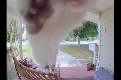 Smart cat knows to ring doorbell