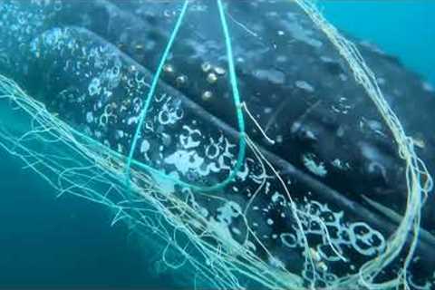 33ft Humpback Whale Freed From Net Off Australian Coast