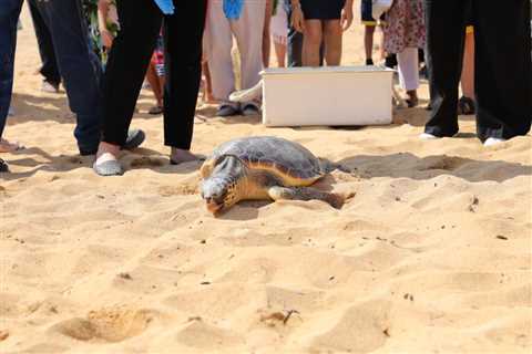 Another turtle has actually been launched into the sea after investing 6 months recuperating from..