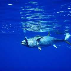 Tuna species productivity and size may decrease due to climate change