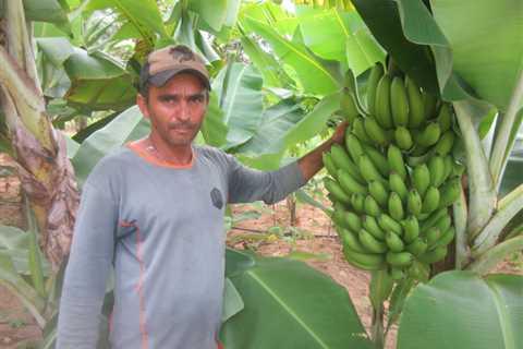 Water Harvesting Boosts Agriculture in Brazil’s Semiarid Northeast — Global Issues