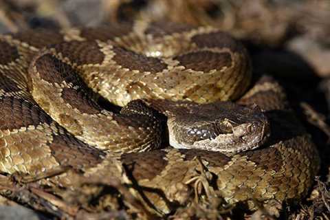 Rattlesnake advisory issued by East Bay Regional Park officials