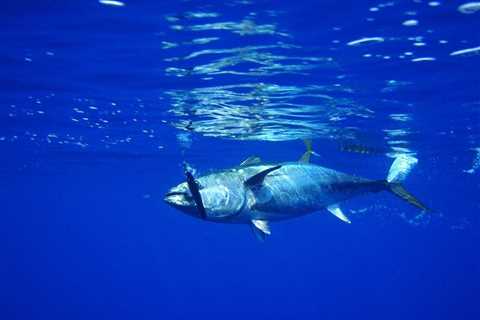 Tuna species productivity and size may decrease due to climate change