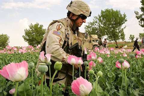 Taliban achieves what US couldn’t do with opium – media — RT World News