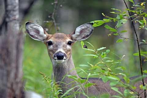 Pennsylvania Hunters Frustrated as New Online Licensing System Tanks