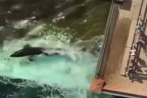 Heartbreaking story of killer whale Kiska who lived ‘tortured existence’ in captivity & lost 5..