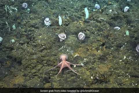 Scientists Find Never-Seen-Before Deep-Sea Octopus Nursery