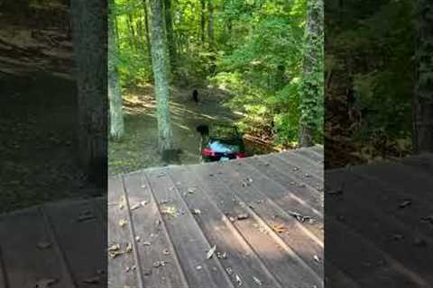 Two curious bears climb through open car window in Gatlinburg, Tennessee