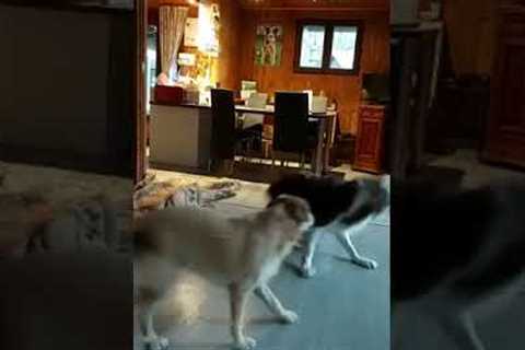 Hyper dog can't stop spinning around