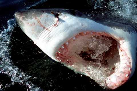 Great White Shark Tales from Cape Cod’s Charter Boat Captains