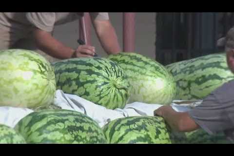 Residents enjoy 75th annual McDade Watermelon Festival | FOX 7 Austin