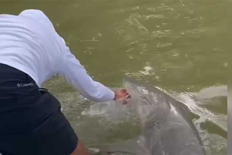 Watch: Shark Drags Fisherman Overboard in Florida Everglades