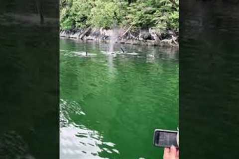 Orcas swim past father and son fishing in Canada