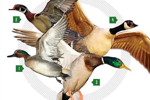 Best Duck Loads: How to Pick the Right Shell for the Right Bird