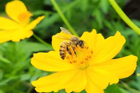 Catching bees in Costa Rica reignited this Michigan teacher’s passion for science