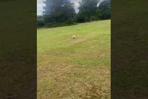 Little bulldog does an unexpected headstand