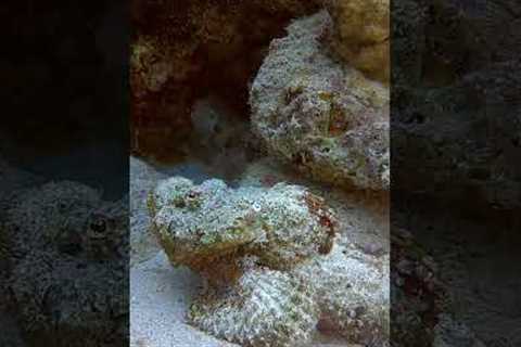 Diver encounters an intimidating Devil Scorpionfish