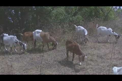 Austinites can adopt goat so herd can continue cleaning up poison ivy along Lady Bird Lake | FOX 7 A