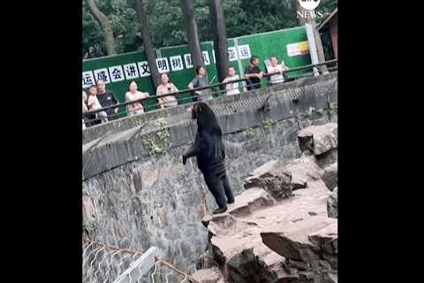 Zoo in China Denies Bear is Man in Costume [Video]