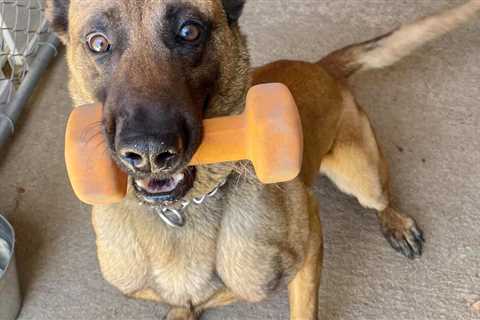 San Diego police dog, armed suspect killed in confrontation at Mesa College