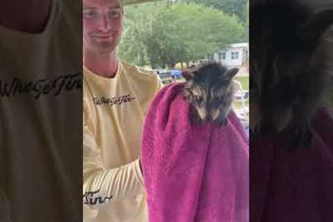 Kindhearted man saves scared baby raccoon from drowning in lake